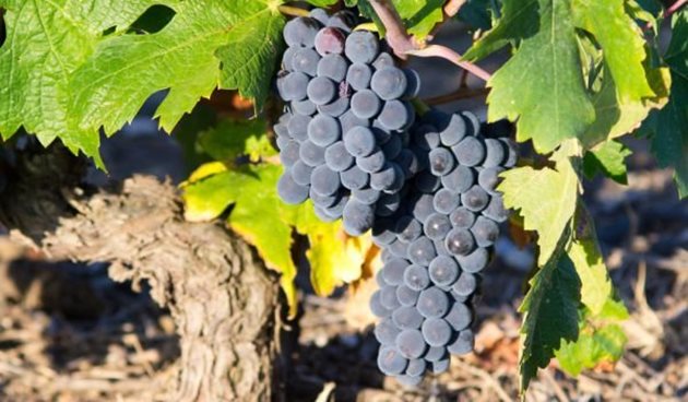 Каберне Фран е от добрите сортове за почти уникално вино
