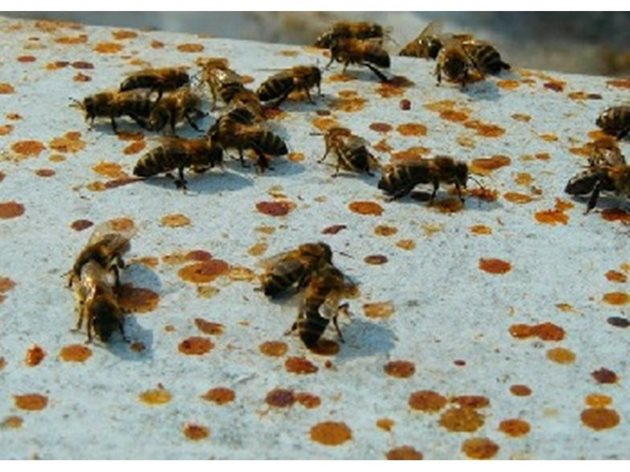 Диарията е заболяване на храносмилателния апарат, което се проявява външно с подуване на коремчето на болните пчели и със зацапване на питите, рамките, покривните материали и стените на кошера с кафяви диарични петна