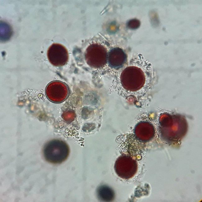 Фотосинтезиращите водорасли Chlamydomonas nivalis съдържат спори, които произвеждат уникален червен пигмент