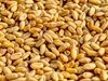 Румънски министър: Няма доказателства, че зърно от Украйна се разтоварва в Румъния