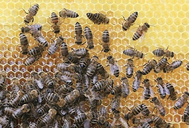 Пчелите се износват от поддържането на високата температура в гнездото и от подгряването на захарния сироп и нектара