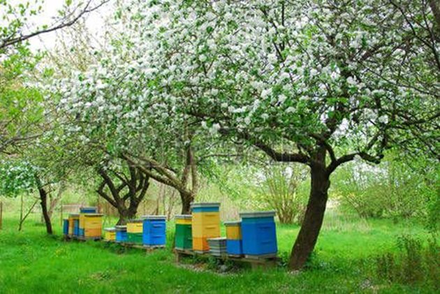 След като са уведомени за предстоящо пръскане, собствениците на пчелини са длъжни да предприемат мерки по опазването на пчелните семейства от отравяне