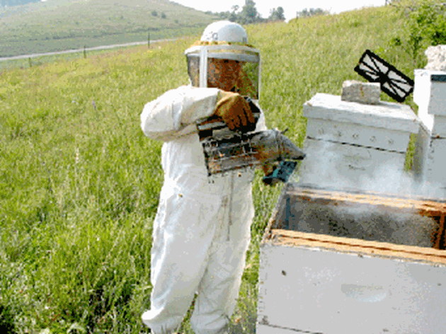 Напушването трябва да започне, след като пушекът стане сиво-бял или синкав, защото първоначалният е жълто-зелен и отровен за пчелите.