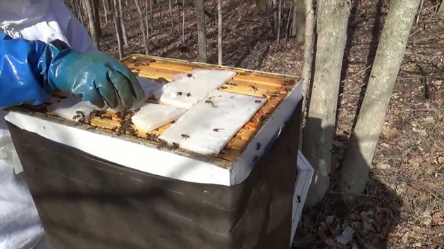 Пчеларят трябва да проследи състоянието на подхраненото семейство. При нужда това подхранване се повтаря през 15-20 още 1-2 пъти.