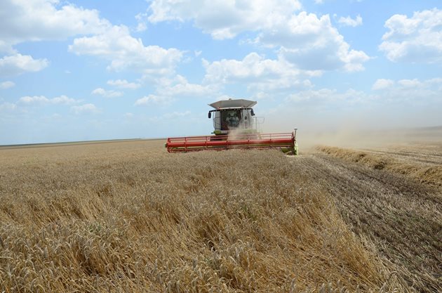 Сделките с българско зърно от новата реколта са замрели.