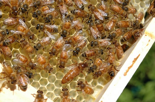 При по-слабите семейства  замяната на пити трябва да се извършва периодично, докато се увеличат пчелите, за да се разширява и самото гнездо.