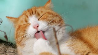Как да се отървем от миризмата на котки в новия си дом