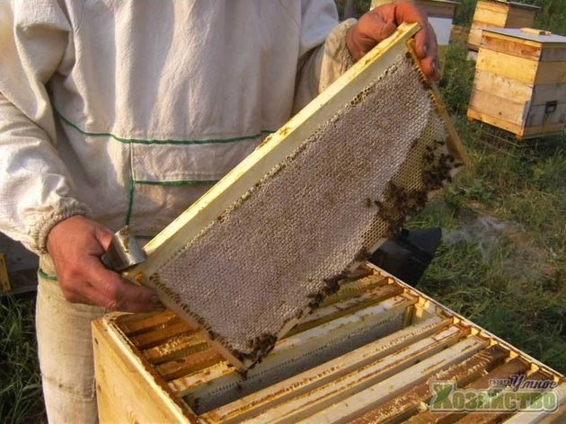 Пчеларите трябва да знаят, че навременната подмяна на старите пити с млади е основата за отглеждане на силни и здрави пчелни семейства. Препоръчва се ежегодно да се заменят на нови, най-малко една трета, а най-добре - до половината от питите в гнездото.