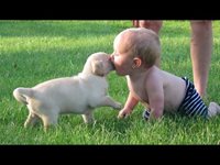 Кучета и бебета играят заедно. Няма по-забавно видео (видео)
