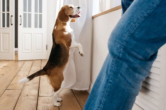 Бъдете пределно ясни при подаването на команди на кучето си - те трябва да са кратки и ясни