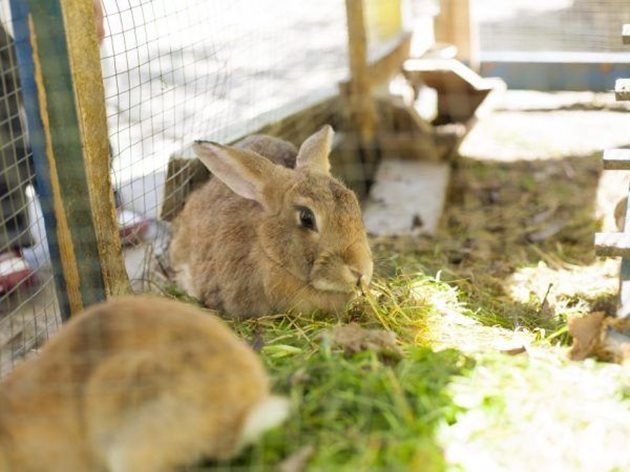 Дори възрастните зайци успяват "да забравят" зелената трева през зимата