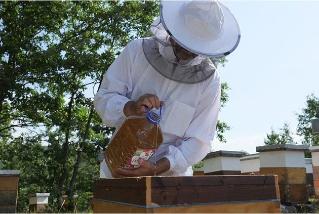 Установено е, че положителното влияние на обилните запаси от въглехидратна храна, в която влиза и преработената захар, не предизвиква никакви съмнения в интензивността на пролетното развитие на пчелните семейства.