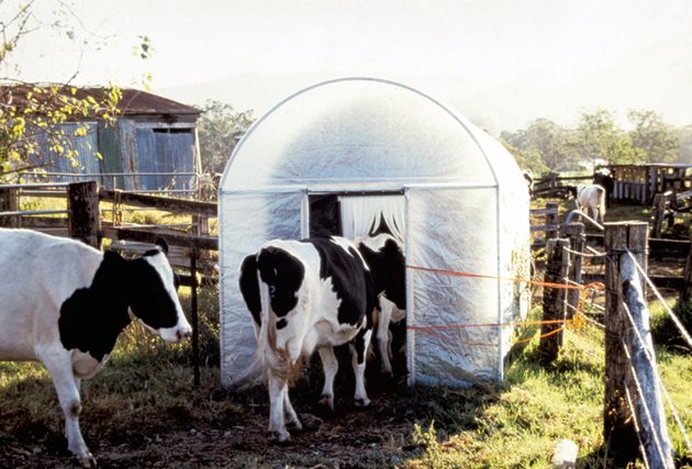 Крави, отрупани с насекоми, влизат в пасищна мухоловка Снимки: The Agriculture