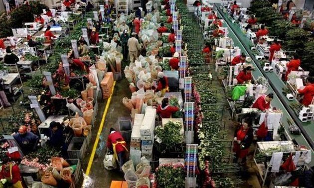 Производството и търговията с цветя в Холандия осигурява милиони печалба годишно