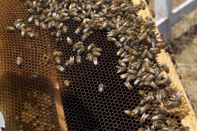 При недостатъчно количество прашец в пчелните гнезда, на пчелите може да помогнете по няколко начина