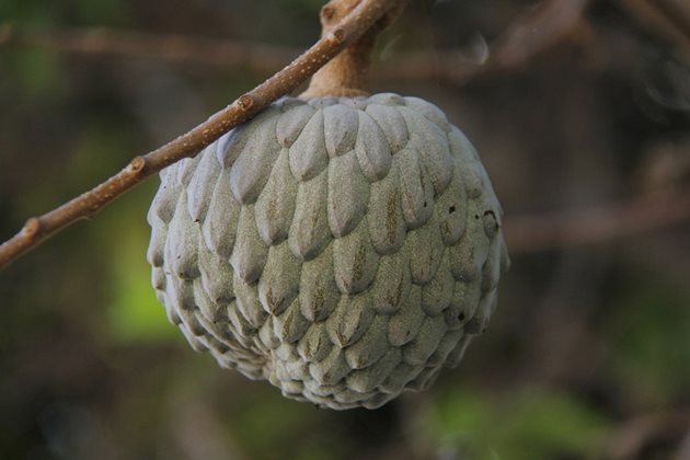 Съединения в листата на захарната ябълка (Annona squamosa) проявяват аналгетични, противовъзпалителни, антихипералгетични и антиартритни свойства.