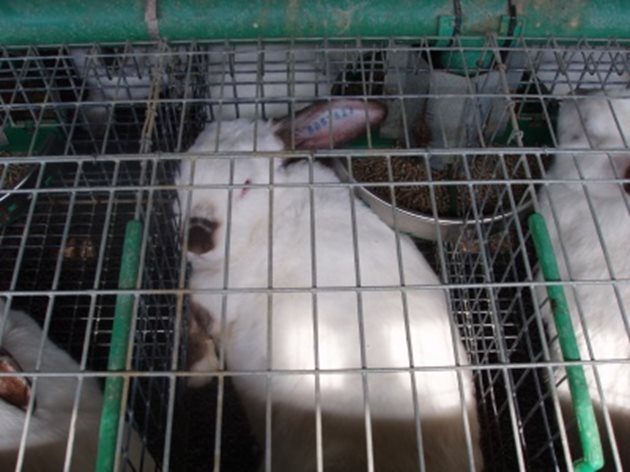 В "Кролштадт" са постигнали 70% оцеляемост на зайчета от 0 до 30-дневна възраст, и 90% оцеляемост на зайчета на 30-90-дневна възраст
