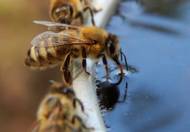 При липса на вода пчелите изхвърлят личинките от килийките! А това са младите пчели, които ще зимуват!
