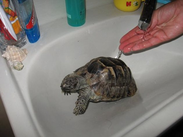 Ако костенурката е болна, трябва да се къпе всеки ден. Във водата се препоръчва да добавите чай от лайка.