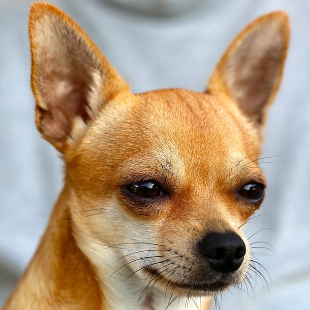 Самоизолирал се заради коронавируса стопанин праща кучето си на пазар СНИМКА: Pixabay