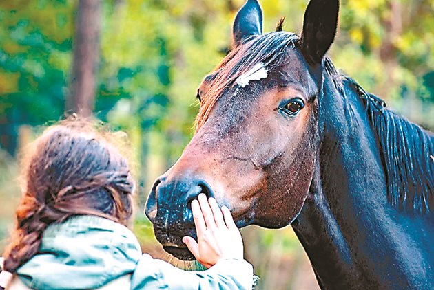 Общувайте с коня си – за него контактът му с вас е много важен и го успокоява