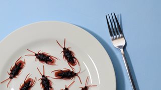 Как да се отървем от хлебарките завинаги