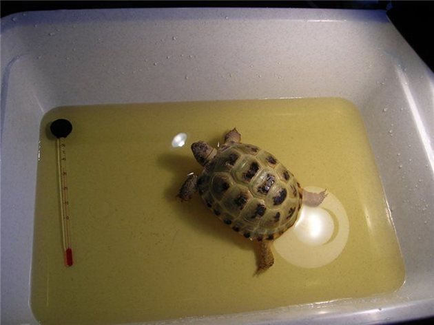 Когато къпете костенурката си, най-важна e температурата на водата. Тя трябва да бъде около 30-32 градуса. И още: Не се учудвайте, ако в рамките на 15-20-минутното къпане водата стане много мръсна. Костенурките имат навика да изпразват червата си във водата.