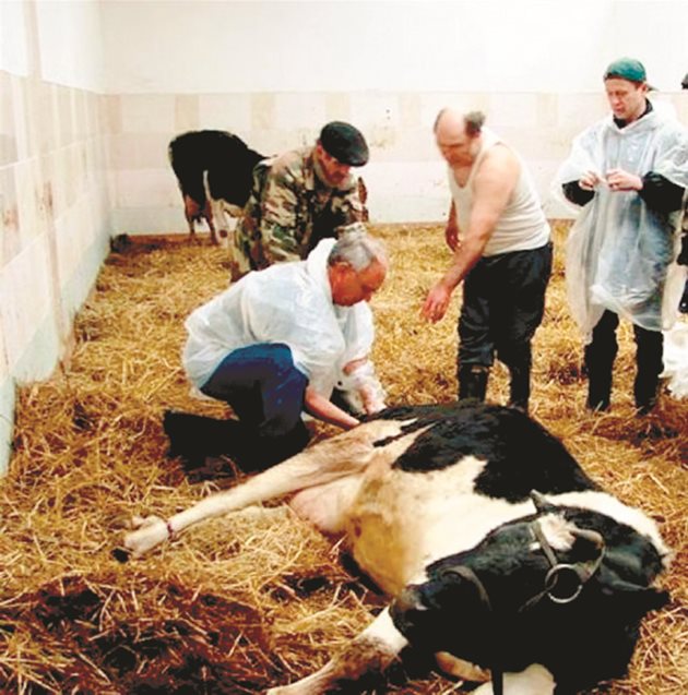 Английските млекопроизводители признават, че рядко търсят консултация с наблюдаващия ги ветеринарен лекар