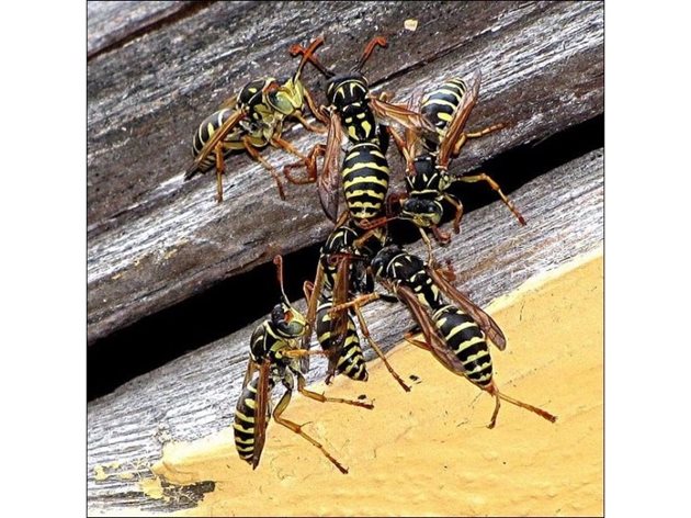 Освен кражбата  - борба между свои и чужди пчели, в края на лятото и началото на есента много често нападенията на кошерите са от оси