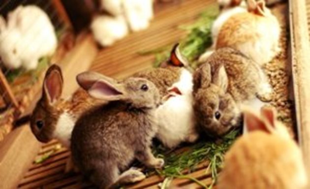Копривата трябва да се изхранва на зайците в малки количества, предварително попарена, просушена и смесена с друг фураж