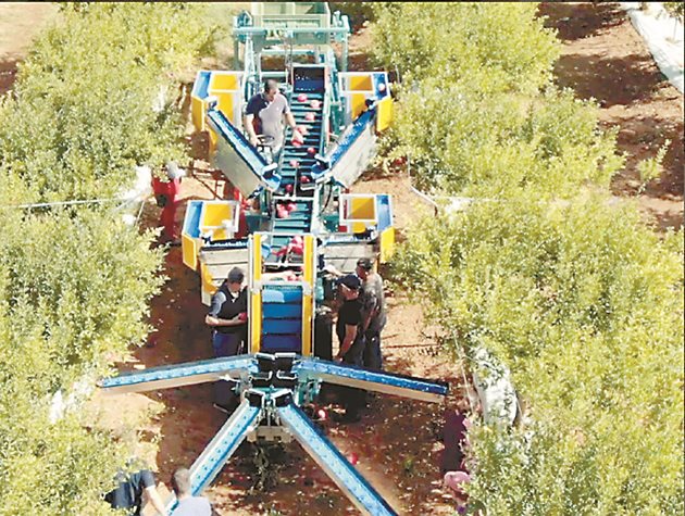 „Комплектът за нар“ на Frumaco работи в масив от нарови дръвчета