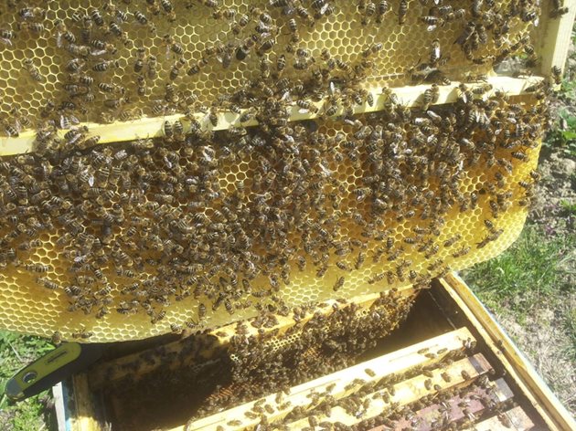 Пчеларите да имат предвид, че нередовното изрязване на далаците намалява добива на восък