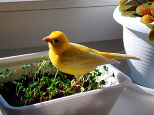 Покълналите семена са препоръчителни не само за канарчетата. Те съдържат много полезни вещества, за да са в добро здраве пернатите ви любимци.
