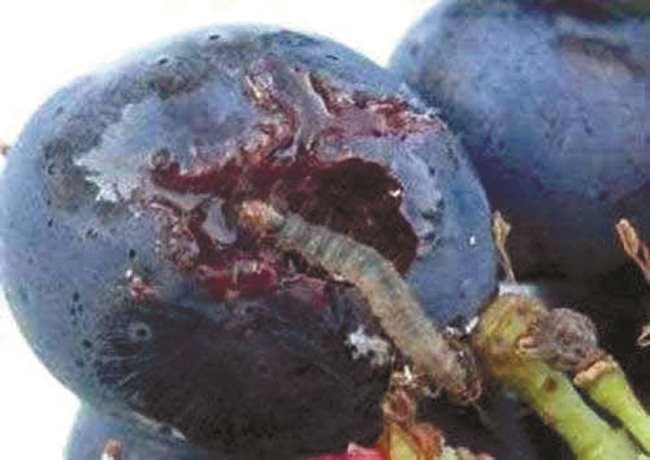 Гъсениците на шарения гроздов молец не са си отишли