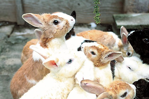Следвайте графика на ваксинациите на зайците и не ги пренебрегвайте.