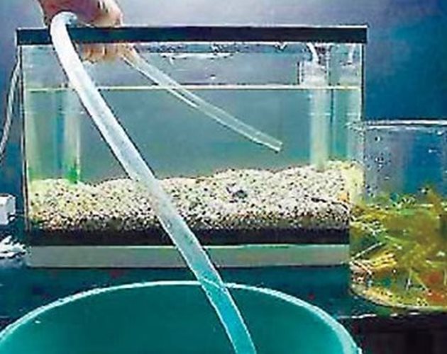 Спазвайте правилата за смяна на водата в аквариума
