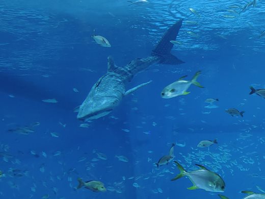 Бионична китова акула помага за повишаване на знанията за морската среда