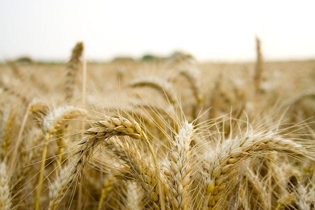 Украйна изнася над 42,91 милиона тона зърнени култури
СНИМКА: Пиксабей