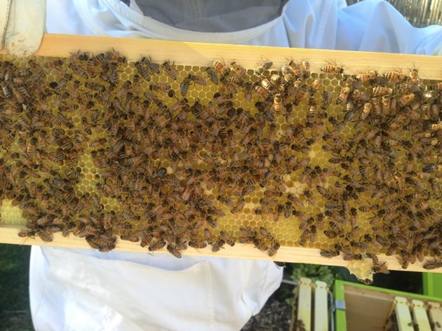 Пчелите изграждат горното отделение, което е в магазина, и го запълват с мед, а в долното и под долната летва на рамката градят далаците, които се изрязват последователно.