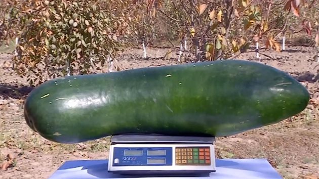 Най-тежката краставица в историята, която е тежала 13,4 килограма, е отгледана от човек, чието име е Винсент Седин.

﻿