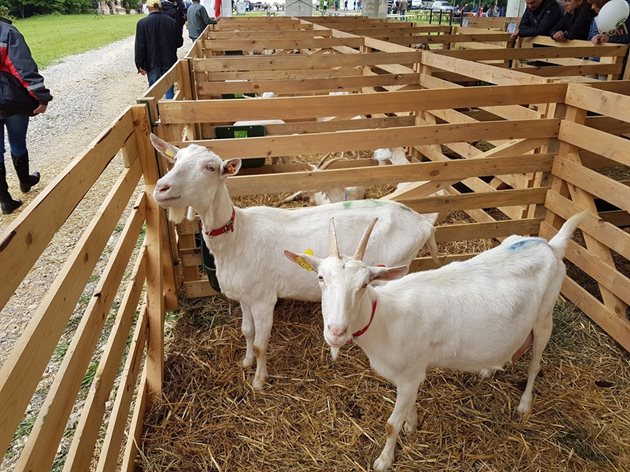 Тези прочути в цял свят с млечността си Саански кози се отглеждат в Сливенско