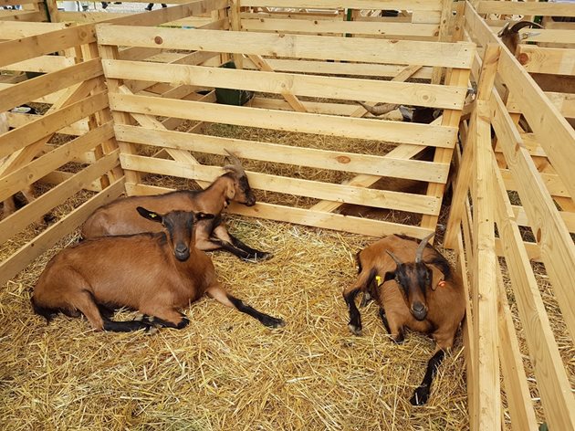 Животновъдите ни проявяват все по-голям интерес към отглеждането на Кафява алпийска коза