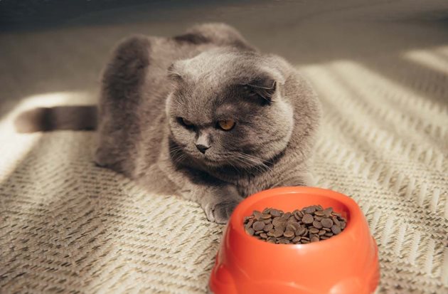 Една от най-разпространените причини за отказ на котката от суха храна е това, че тя е гранясала или изветряла
