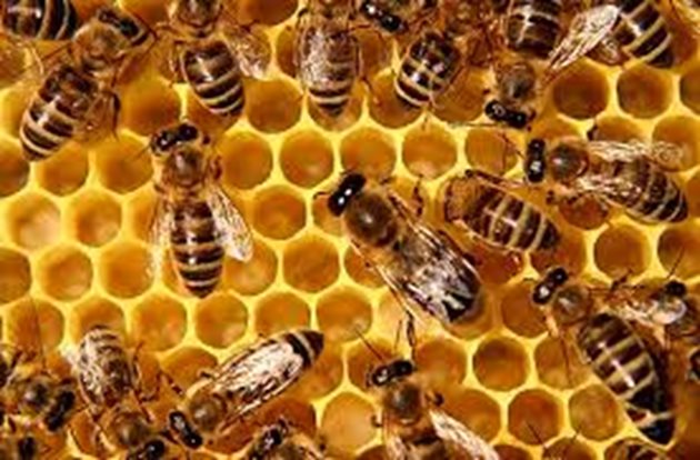Учените са убедени, че външният вид и поведението на роботите-пчели няма да обърка истинските насекоми и те няма да ги прогонят. Напротив, ще ги приемат в своите кошери като членове на колонията.