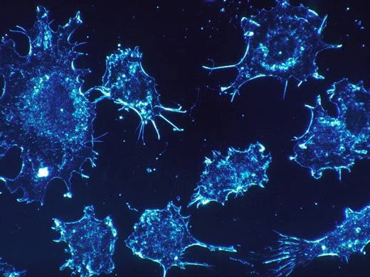 Създадоха бактерии-убийци на ракови клетки