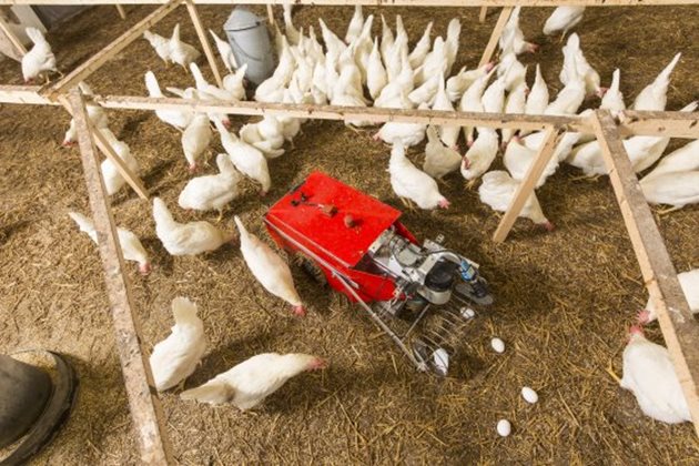 Кокошките нямат нищо против компанията на мобилния робот, който внимателно събира снесените на пода яйца Снимки: Livestock Robotics