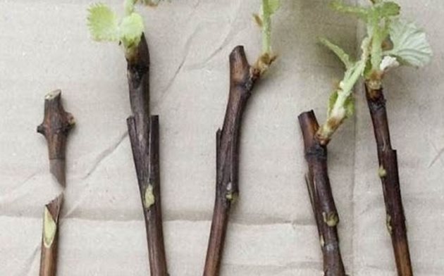При добро отглеждане резниците пускат и добри корени, което е важно за бъдещото растение
