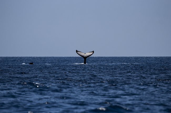 Учени са установили как китовете създават своите завладяващи и сложни песни
Снимка: Pixabay