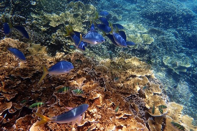 Уникалната екосистема на Големия бариерен риф остава уязвима към все по-честото масово избелване на коралите. Снимка: Pixabay