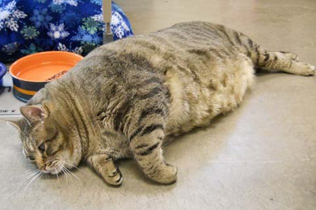 Ако котката е с диабет, теглото й също трябва да се контролира с подходяща диета
